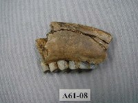 藏品(鹿下顎)的圖片